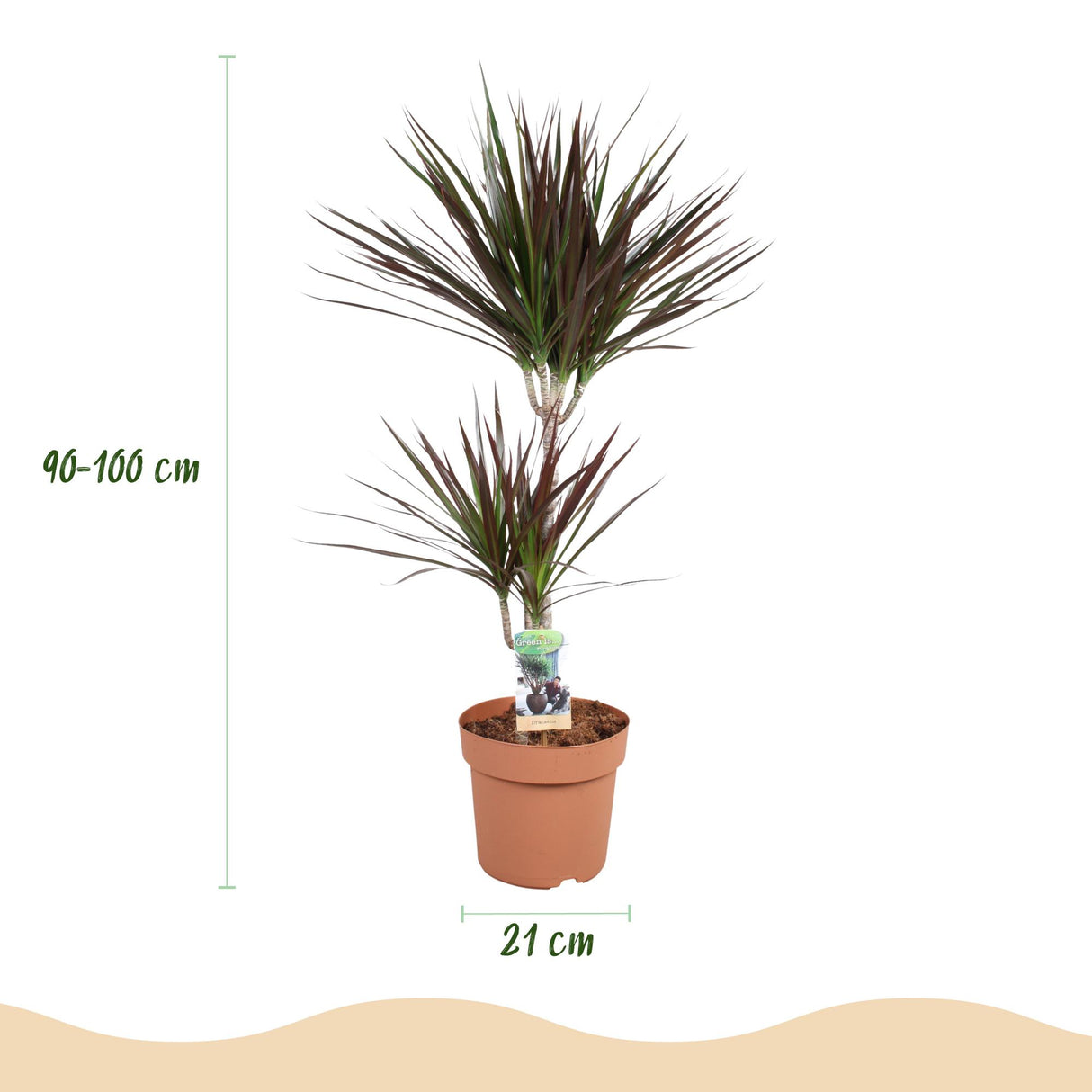 Dracaena Magenta - Drakenbloedboom - Weinig onderhoud - Groen - 1 Plant - met Potter Grijs - Pot 21cm - Hoogte 90-100cm
