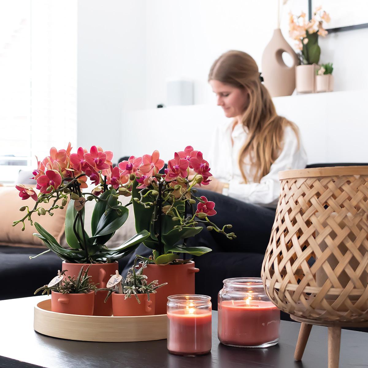 Kolibri Orchids | COMBI DEAL van 2 rode Phalaenopsis orchideeën - Congo - potmaat Ø9cm bloeiende kamerplant - vers van de kweker