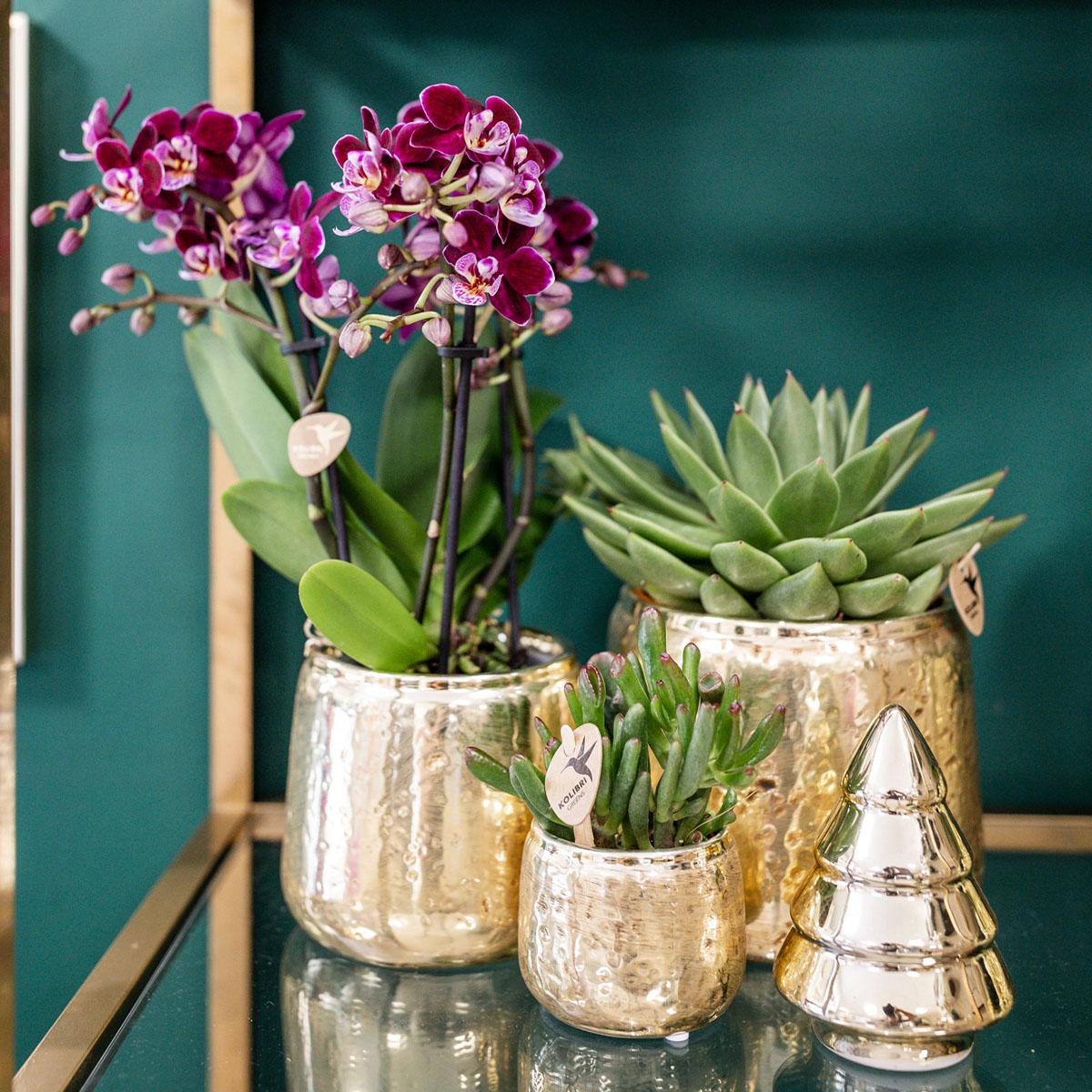 Kolibri Orchids | Roze paarse Phalaenopsis orchidee - El Salvador + Luxury gouden sierpot - potmaat Ø9cm - 35cm hoog | bloeiende kamerplant - vers van de kweker