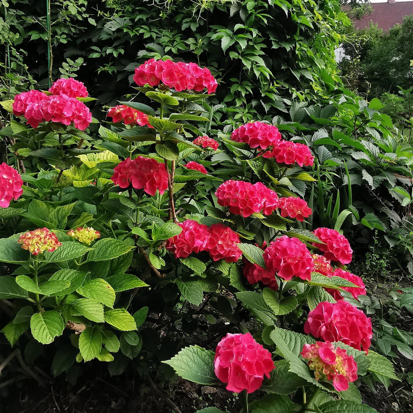 Green boutiQ - Hortensia - Hydrangea macrophylla Red - Bloem Rood - 1 Plant - Bladverliezend - Weinig Onderhoud - Pot 17cm Hoogte 30cm