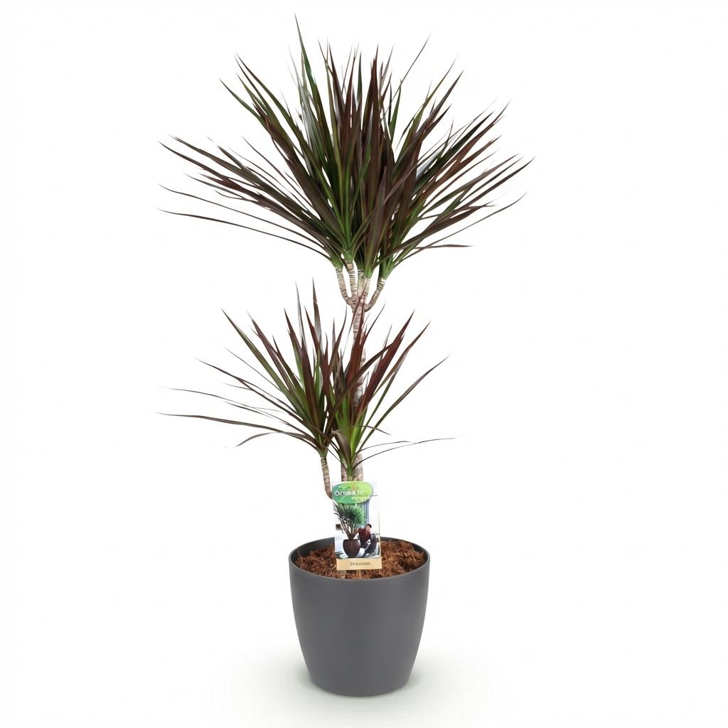 Dracaena Magenta - Drakenbloedboom - Weinig onderhoud - Groen - 1 Plant - met Potter Grijs - Pot 21cm - Hoogte 90-100cm
