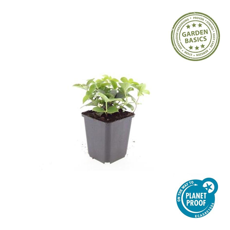 48x Cornus canadensis - ↕10-25cm - Ø9cm