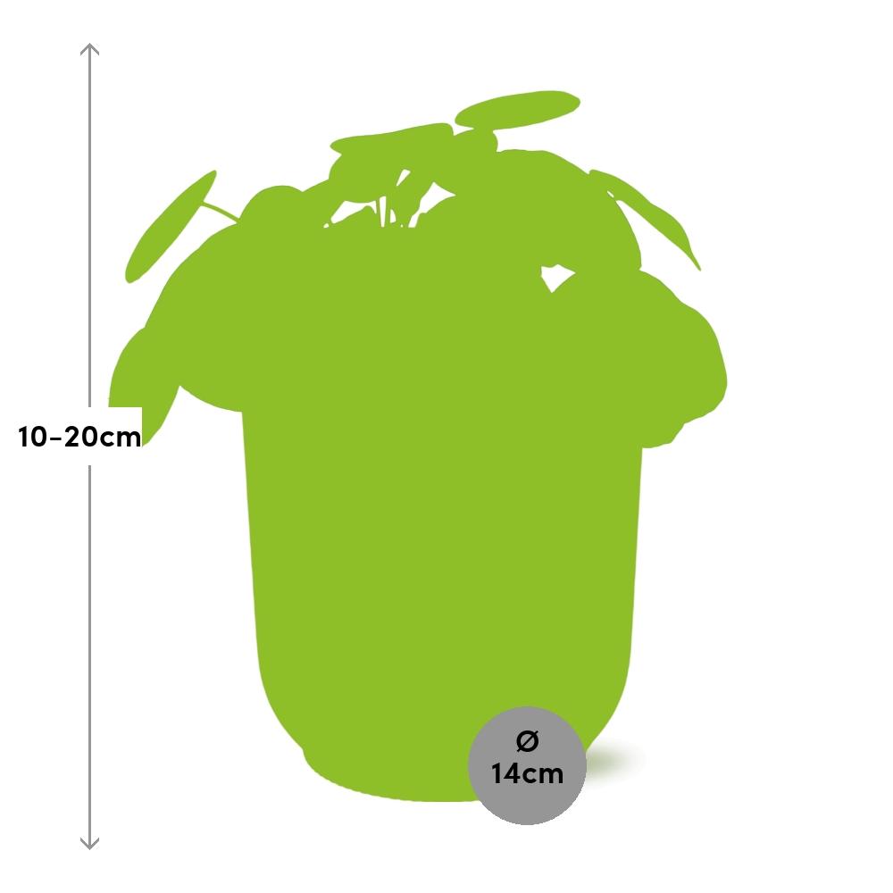 Mother's Day - Pilea Peperomioides 12cm in ELHO Vibes Fold 14cm roze