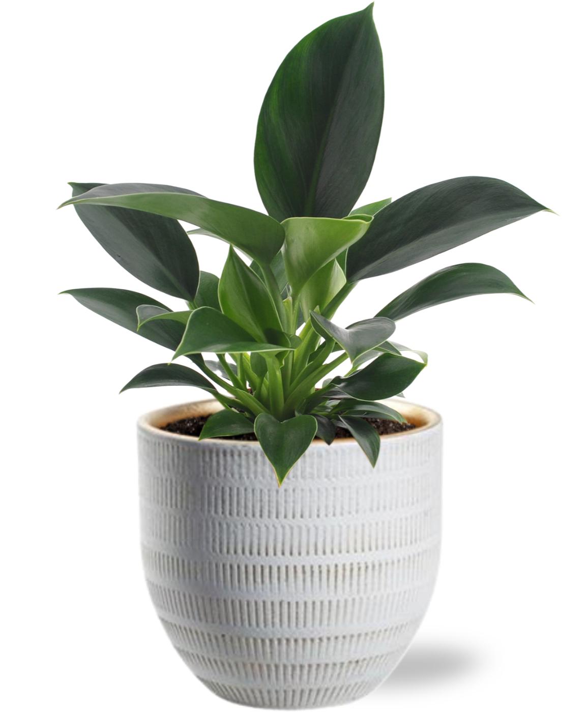 Philodendron Green Princess - Ø12cm - ↕25cm + Beau Pot D14x13cm - Wit