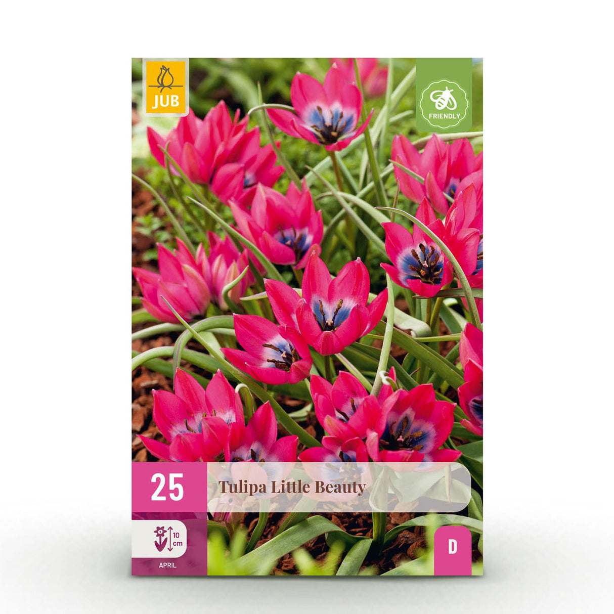 Green boutiQ - Blumenzwiebeln - Tulpe Little Beauty - Farbe Dunkelrosa - 25 Stück - Zwiebelgröße 6/7 - XXL Pack