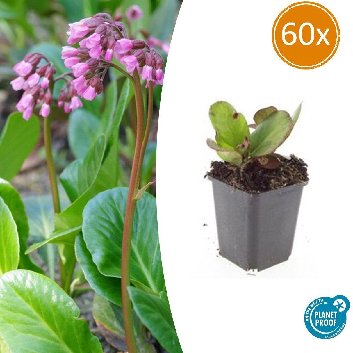 60x Bergenia cordifolia 'Herbstblüte' - ↕10-25cm - Ø9cm