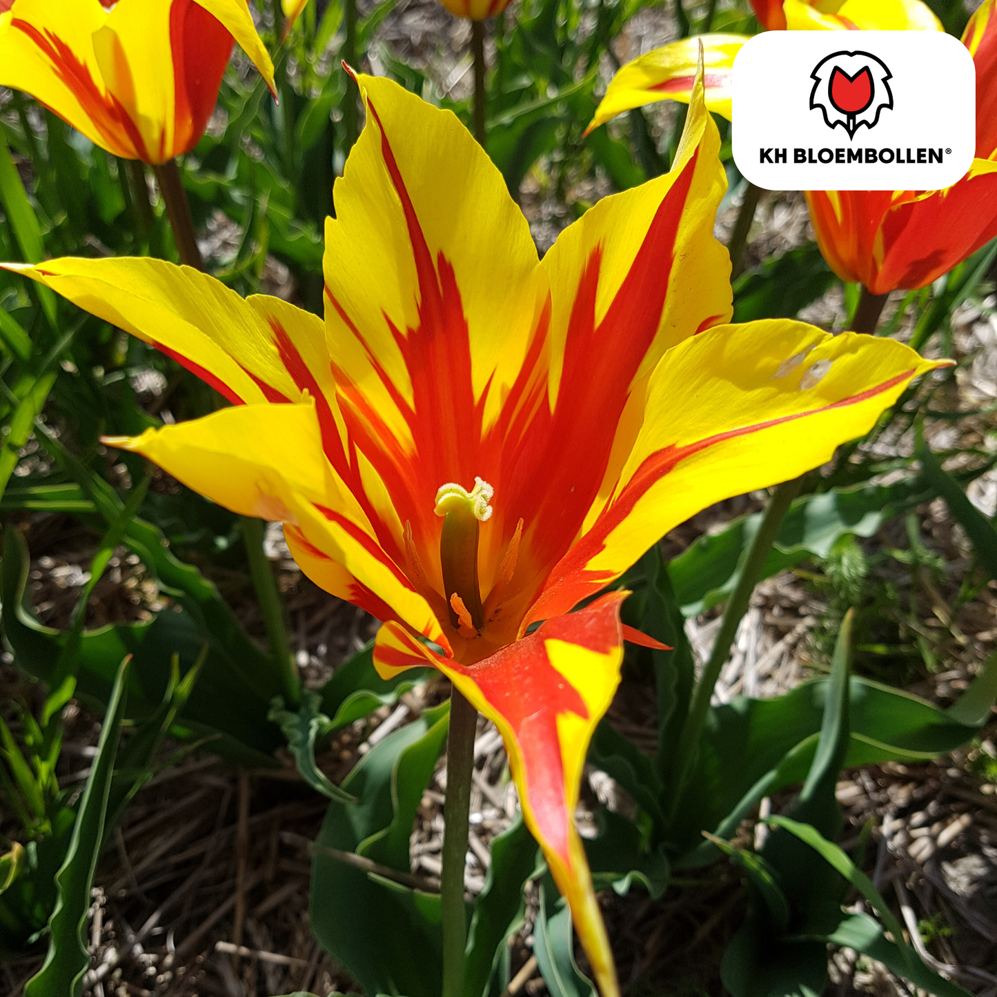 Tulpenbollen Fire Wings – 20 Stuks | KH Bloembollen® | Rood-Geel Gevlamde Tulp – Vurig & Opvallend – Voor Tuin of Pot – Maat 11/12 – Vers van de Teler