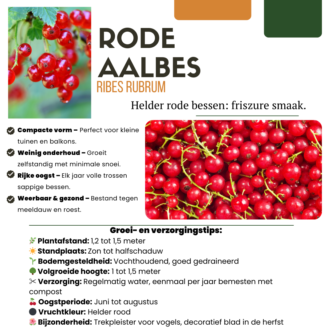 "Vruchtenparadijs" BIO Fruitplanten mix set van 4 verschillende soorten