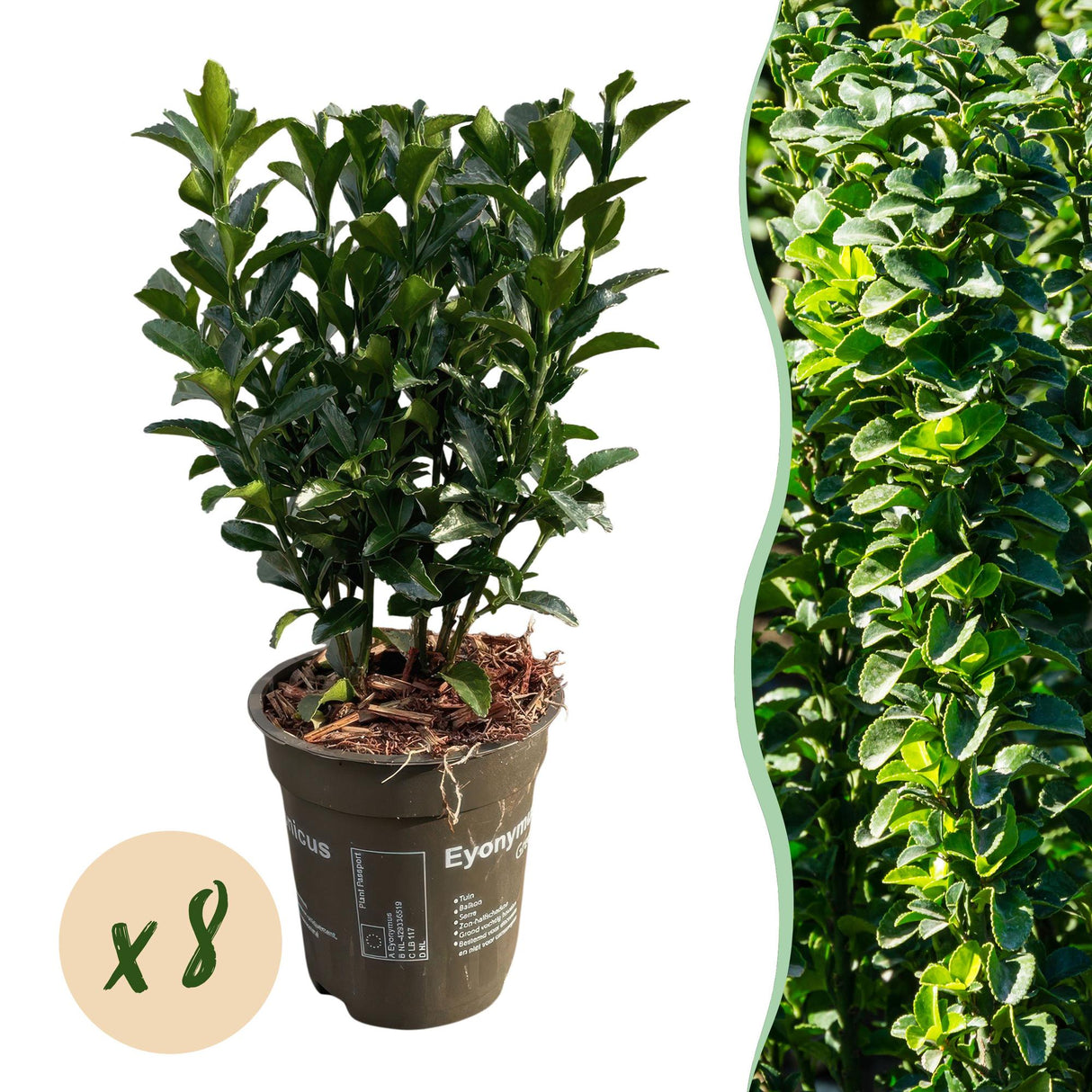 Green boutiQ - Haagplanten - Euonymus japonica Green Spire - blad groen - 8 planten - 1 strekkende meter - groenblijvend - pot 9cm hoogte 20-25cm
