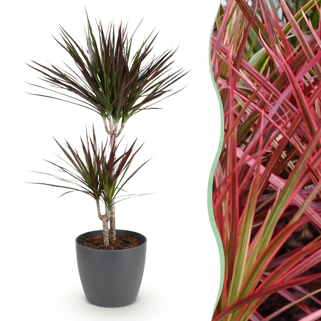 Dracaena Magenta - Drakenbloedboom - Weinig onderhoud - Groen - 1 Plant - met Potter Grijs - Pot 21cm - Hoogte 90-100cm