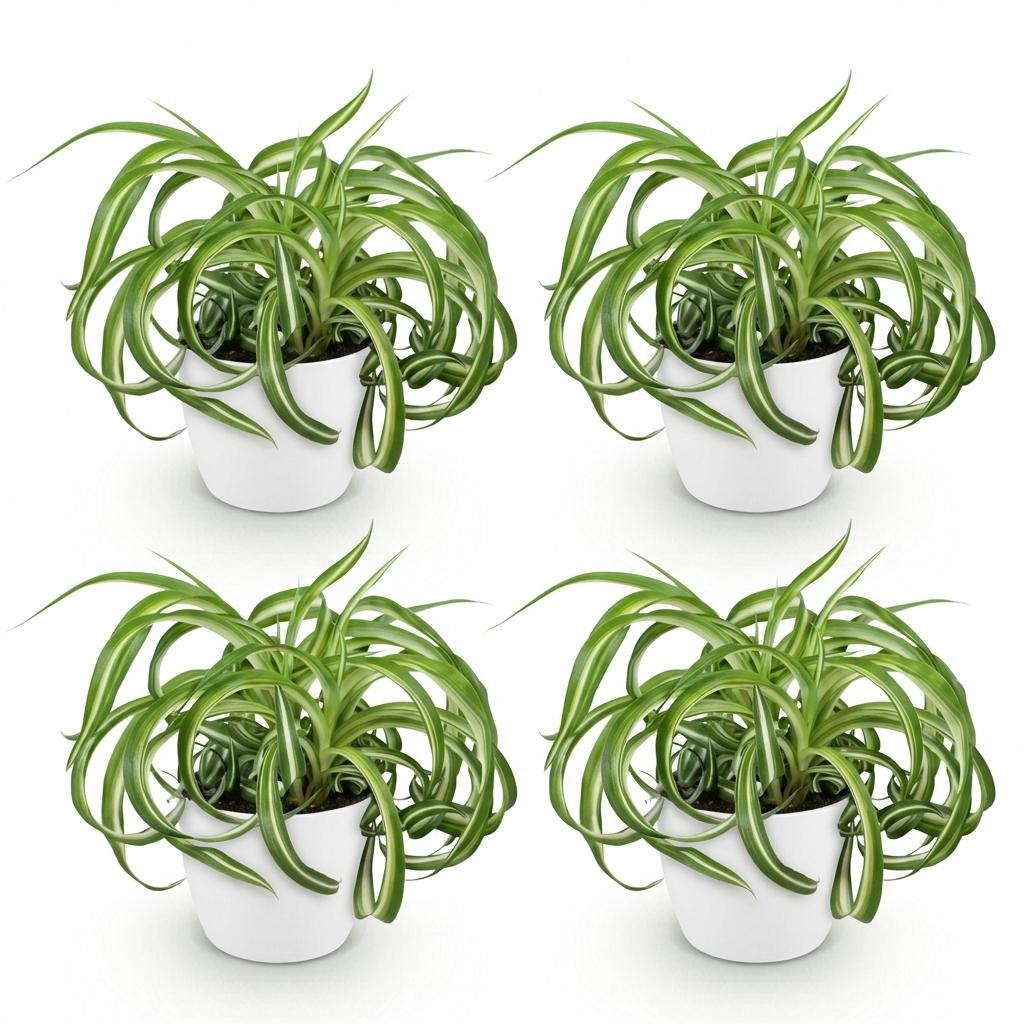Chlorophytum comosum Bonnie - Krullende Graslelie - Huisdiervriendelijke Plant - Groen - 4 Planten - met Potter Wit - Pot 12cm - Hoogte 20cm