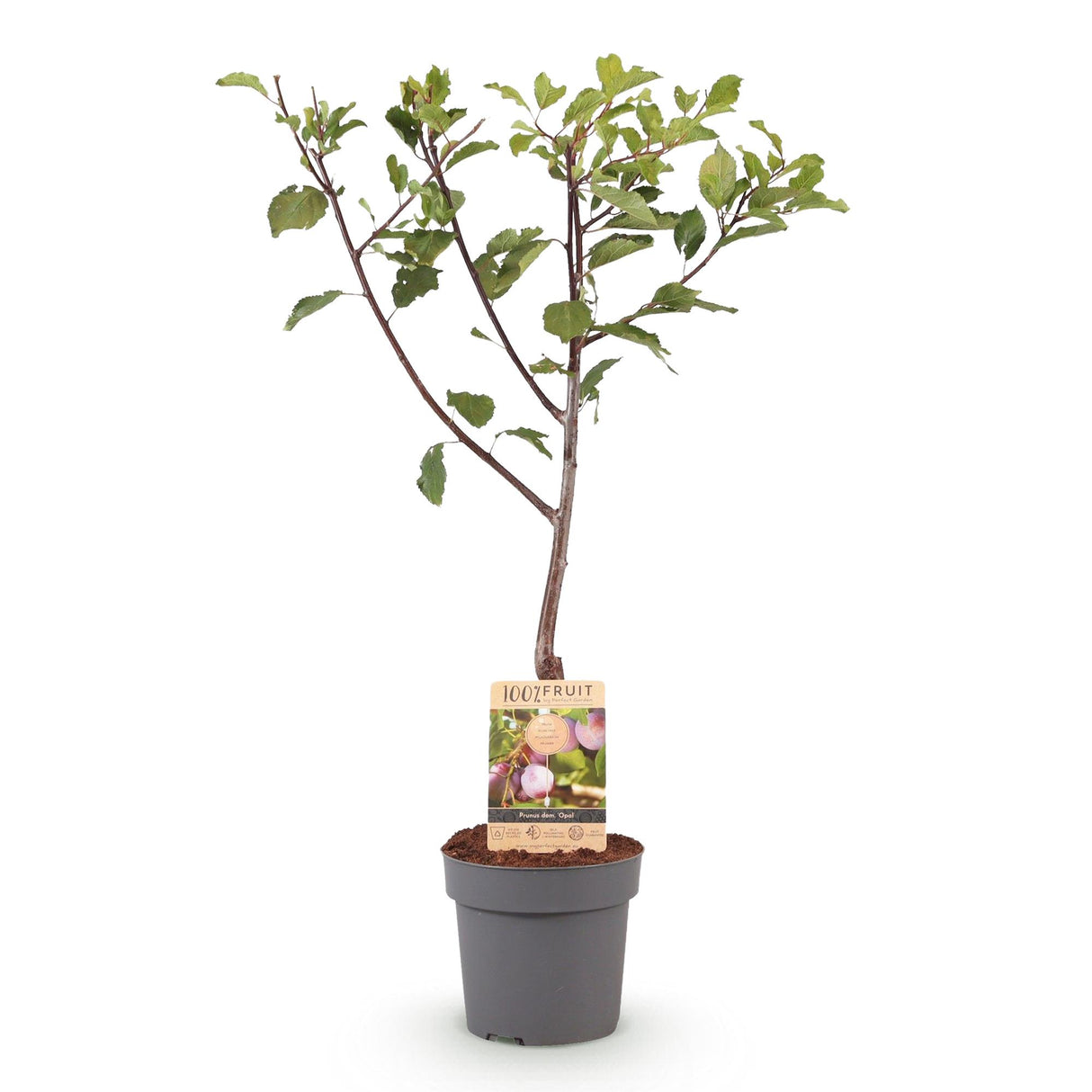 Pruimen boom - Prunus domestica Opal - Geel Rode Vrucht - Pot 21cm Hoogte 90cm