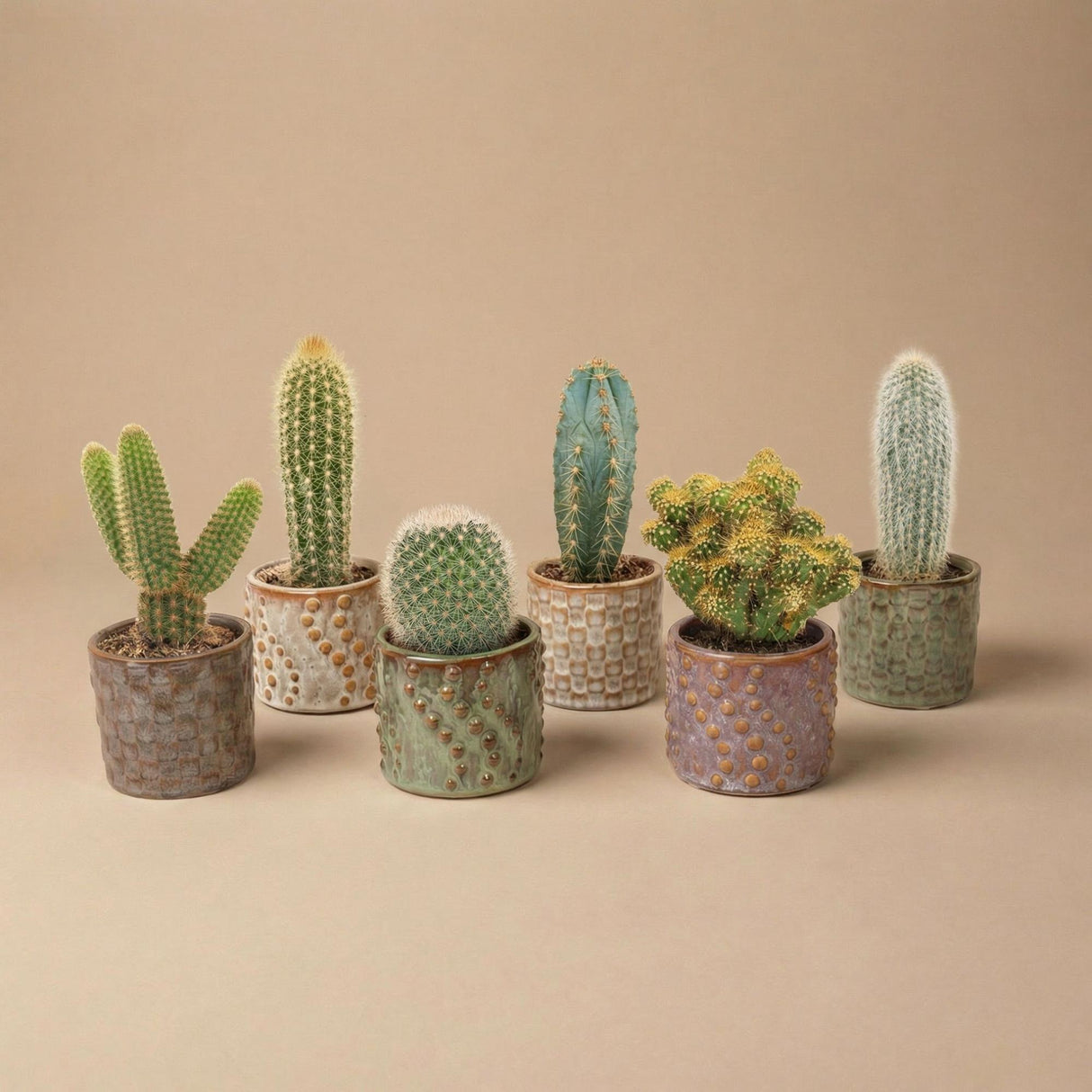 Cactus Set van 6 in Keramische Mini Potjes Madrid - ↑ 8–12 cm
