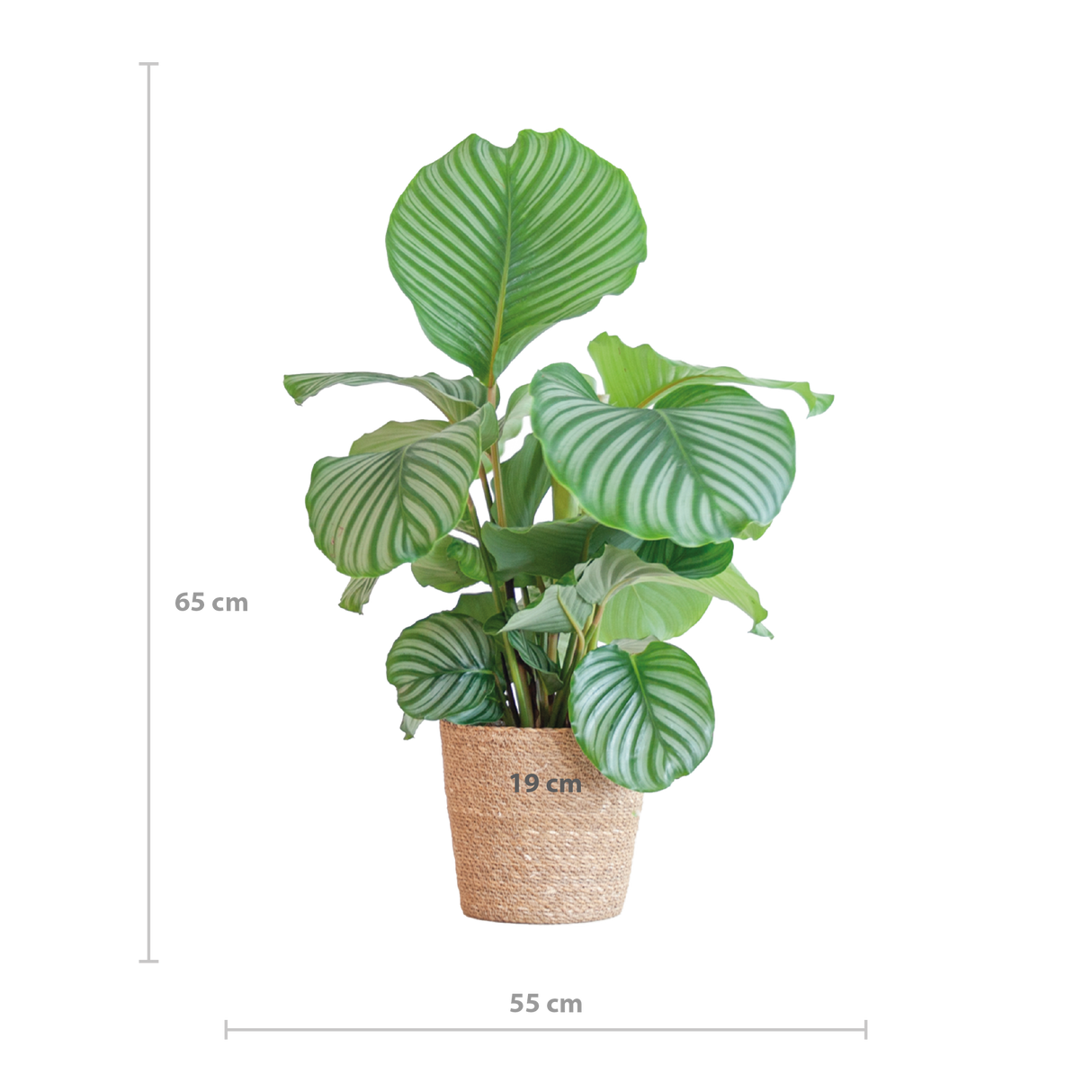 Calathea Orbifolia met Sofia mand naturel - 65cm - Ø21