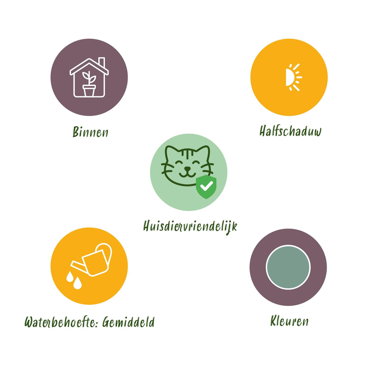 Phlebodium aureum Blue Star - Blauwe Varen - Huisdiervriendelijke Plant - Blauw - 1 Plant - met Mand - Pot 12cm - Hoogte 25cm