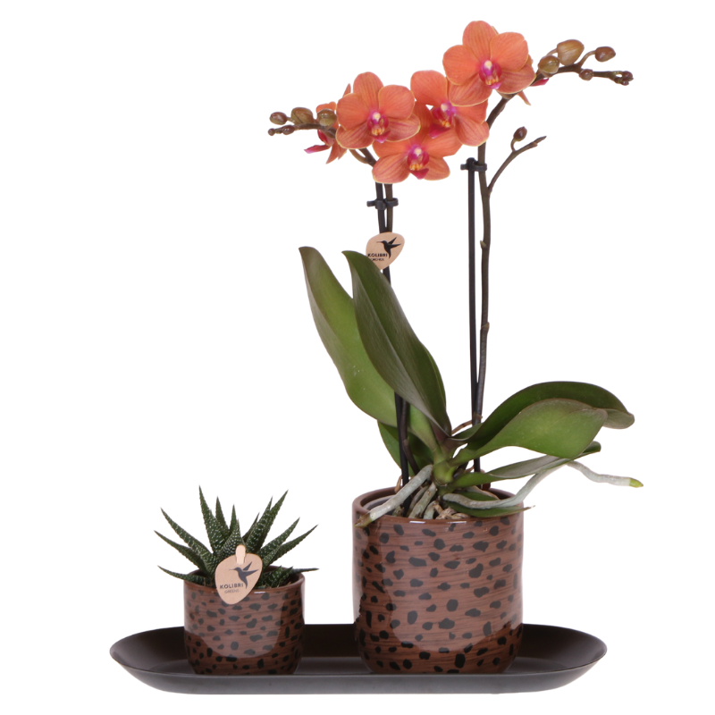 Giftset Leopard | Bolzano orchidee oranje Ø9cm + groene plant Ø6cm – incl. leopard sierpotten & zwart dienblad – vers van de kweker