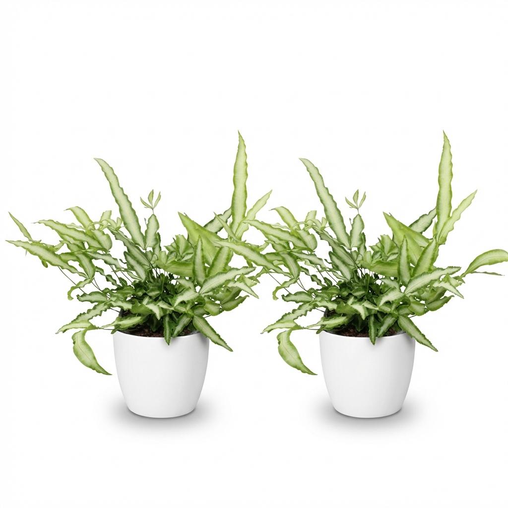 Pteris cretica Albolineata - Lintvaren - Huisdiervriendelijke Plant - Groen - 2 Planten - met Potter Wit - Pot 12cm - Hoogte 20cm