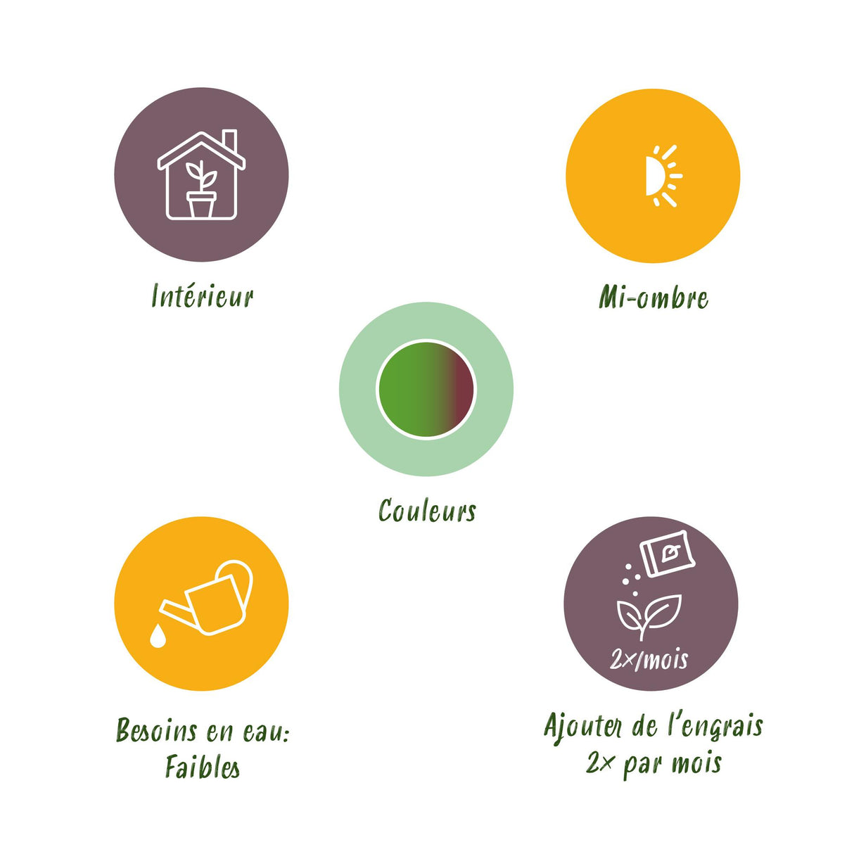 Dracaena Marginata Bicolor - Drakenbloedboom - Weinig onderhoud - Groen - 1 Plant - met Potter Grijs - Pot 21cm - Hoogte 90-100cm