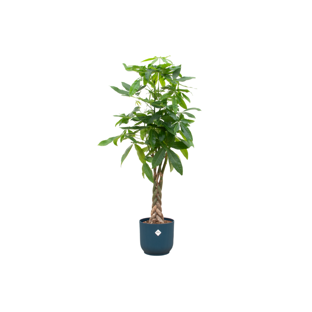 Pachira Aquatica + Pot Blauw - ↕140cm - Ø30cm