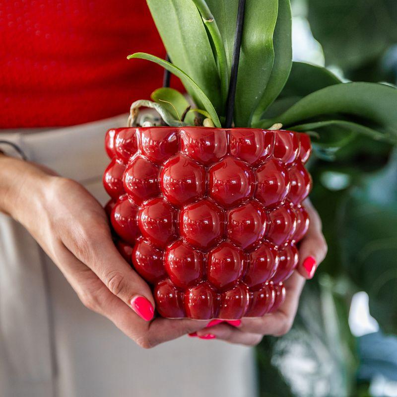 Kolibri Company | Plantenset Rode Phalaenopsis Orchidee Congo en Succulenten incl. keramieken Berry sierpotten