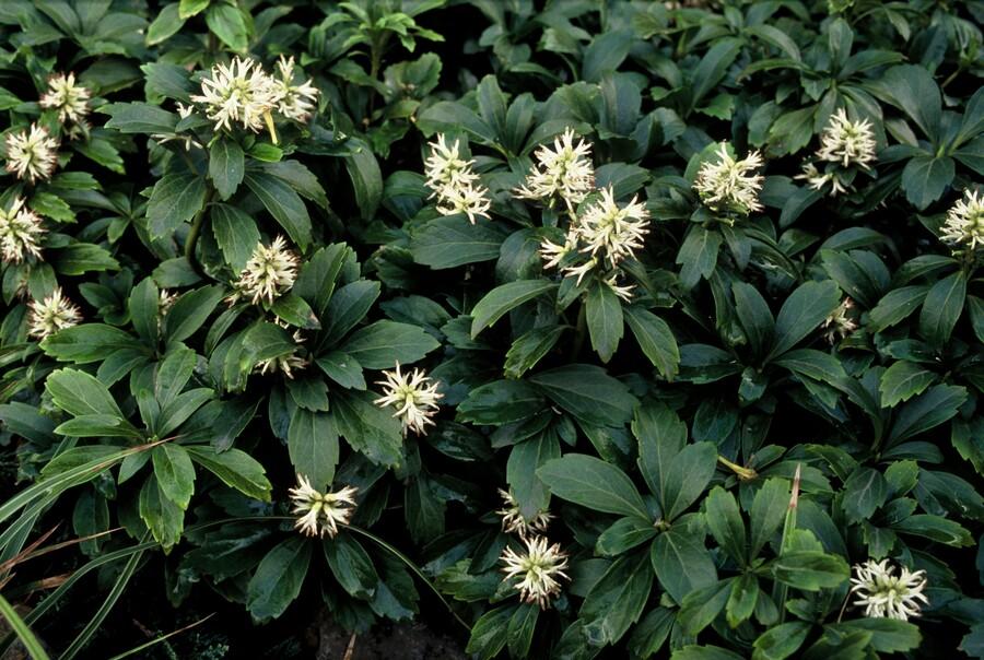 48x Pachysandra term. 'Green Sheen' - ↕10-25cm - Ø9cm