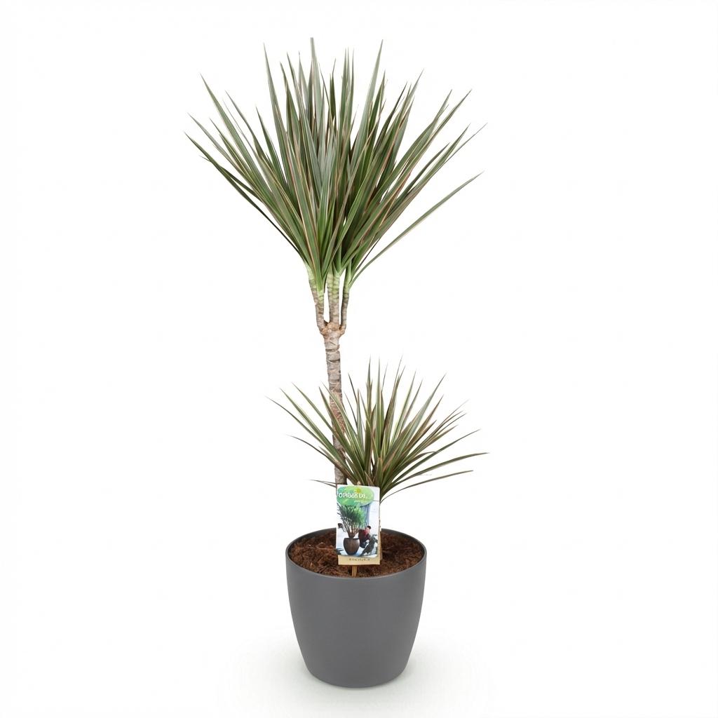 Dracaena Marginata Bicolor - Drakenbloedboom - Weinig onderhoud - Groen - 1 Plant - met Potter Grijs - Pot 21cm - Hoogte 90-100cm