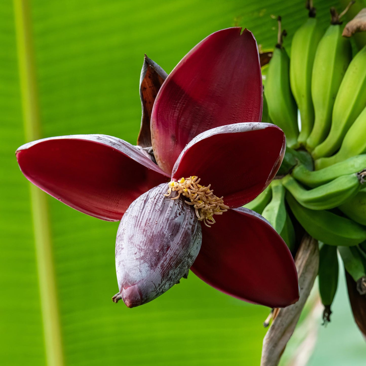 Green boutiQ - Fruitplant - Bananen plant - Musa sikkemensis Red Tiger - Winterhard - 6 planten - Pot 17cm Hoogte 40cm