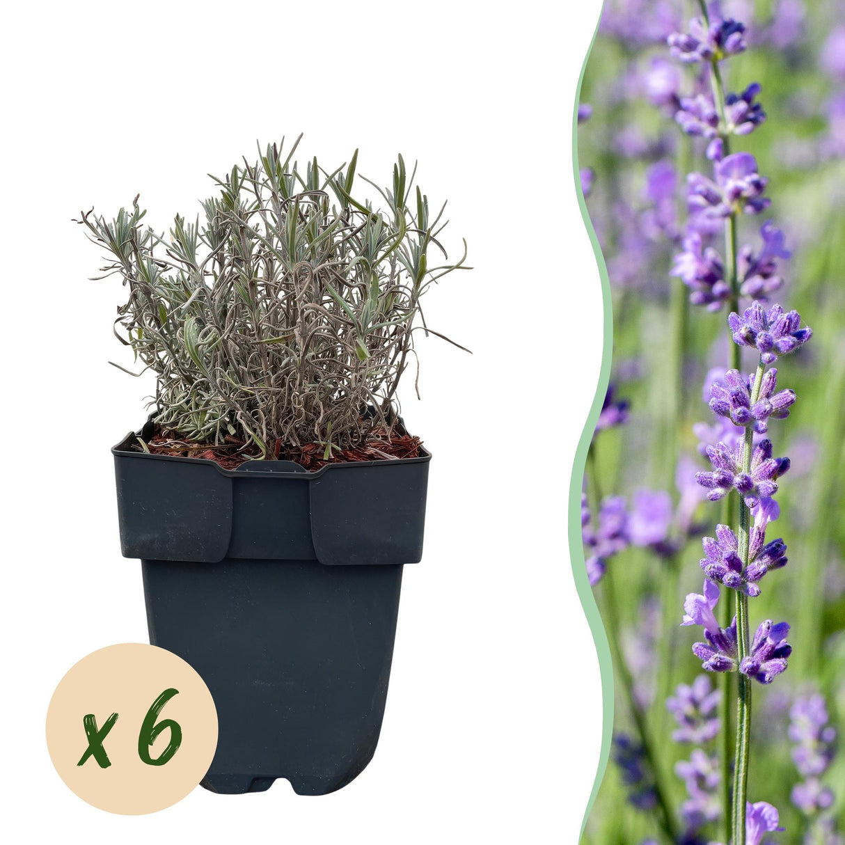 Green boutiQ - Haagplanten - Lavandula angustifolia Hidcote - blad grijs - 6 planten - 1 strekkende meter - groenblijvend - pot 17cm hoogte 30cm