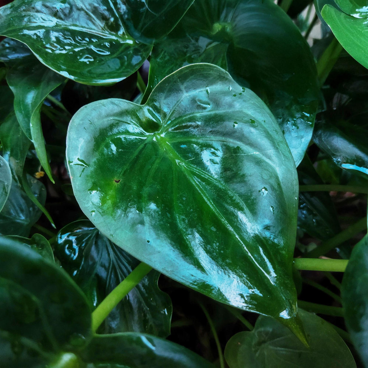 Alocasia Cucullata - Boeddha,s hand - Weinig onderhoud - Groen - 1 Plant - met Potter Grijs - Pot 21cm - Hoogte 65-70cm