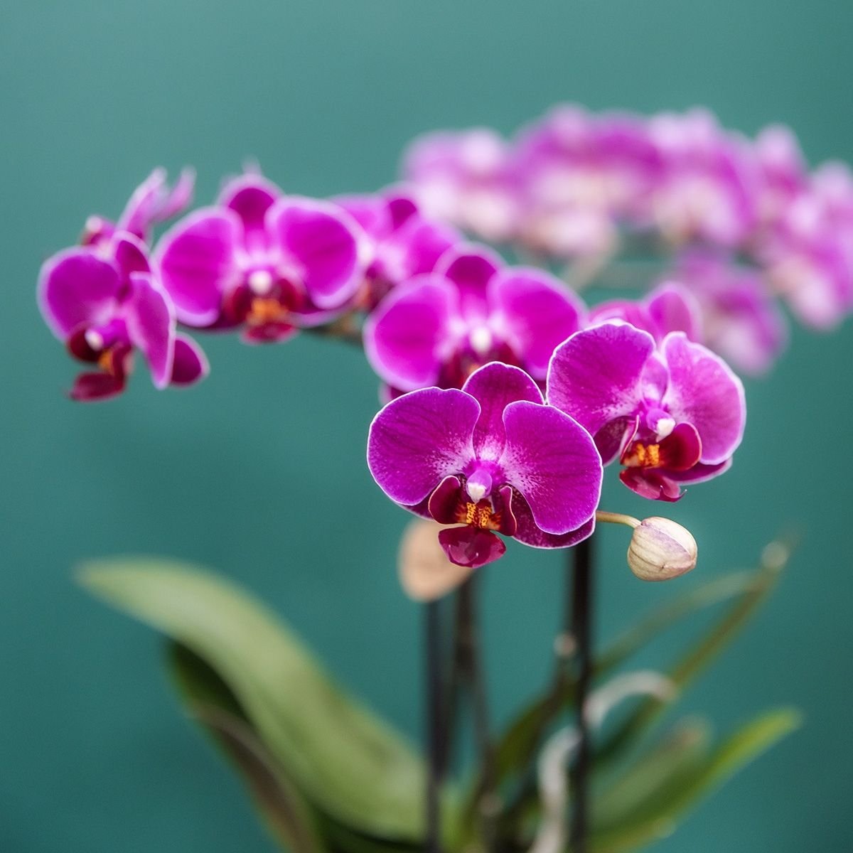 Kolibri Orchids | Paarse Phalaenopsis Orchidee - Mineral Morelia in Retro Sierpot Wit met Giftbox - Ø9 cm