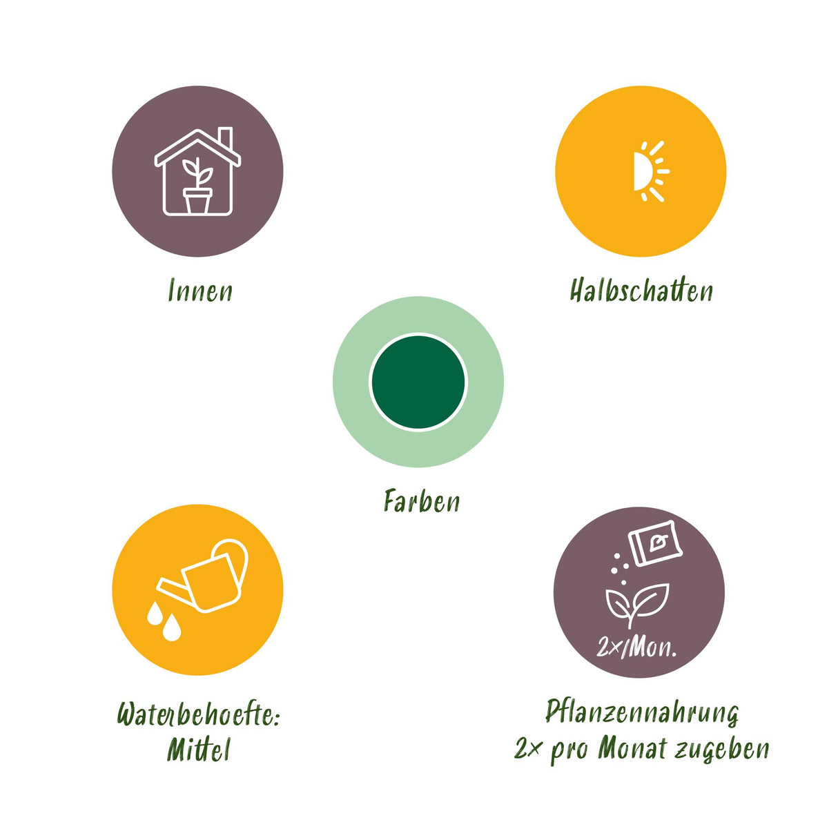 Howea Forsteriana - Kentia Palm - Weinig Onderhoud - Groen - 1 Plant - met Mand - Pot 21cm - Hoogte 120-130cm