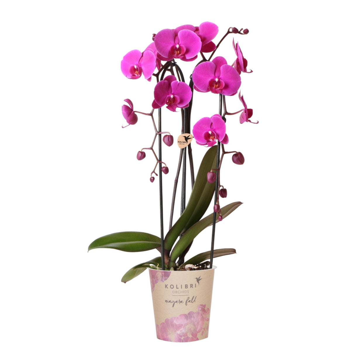 Kolibri Orchids | Paarse phalaenopsis orchidee potmaat Ø12cm | Freeride | bloeiende kamerplant - vers van de kweker