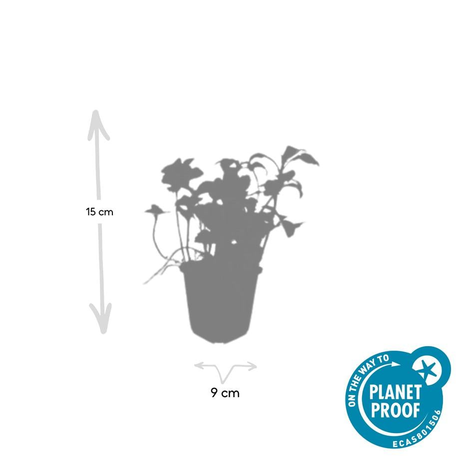24x Pachysandra term. 'Green Sheen' - ↕10-25cm - Ø9cm