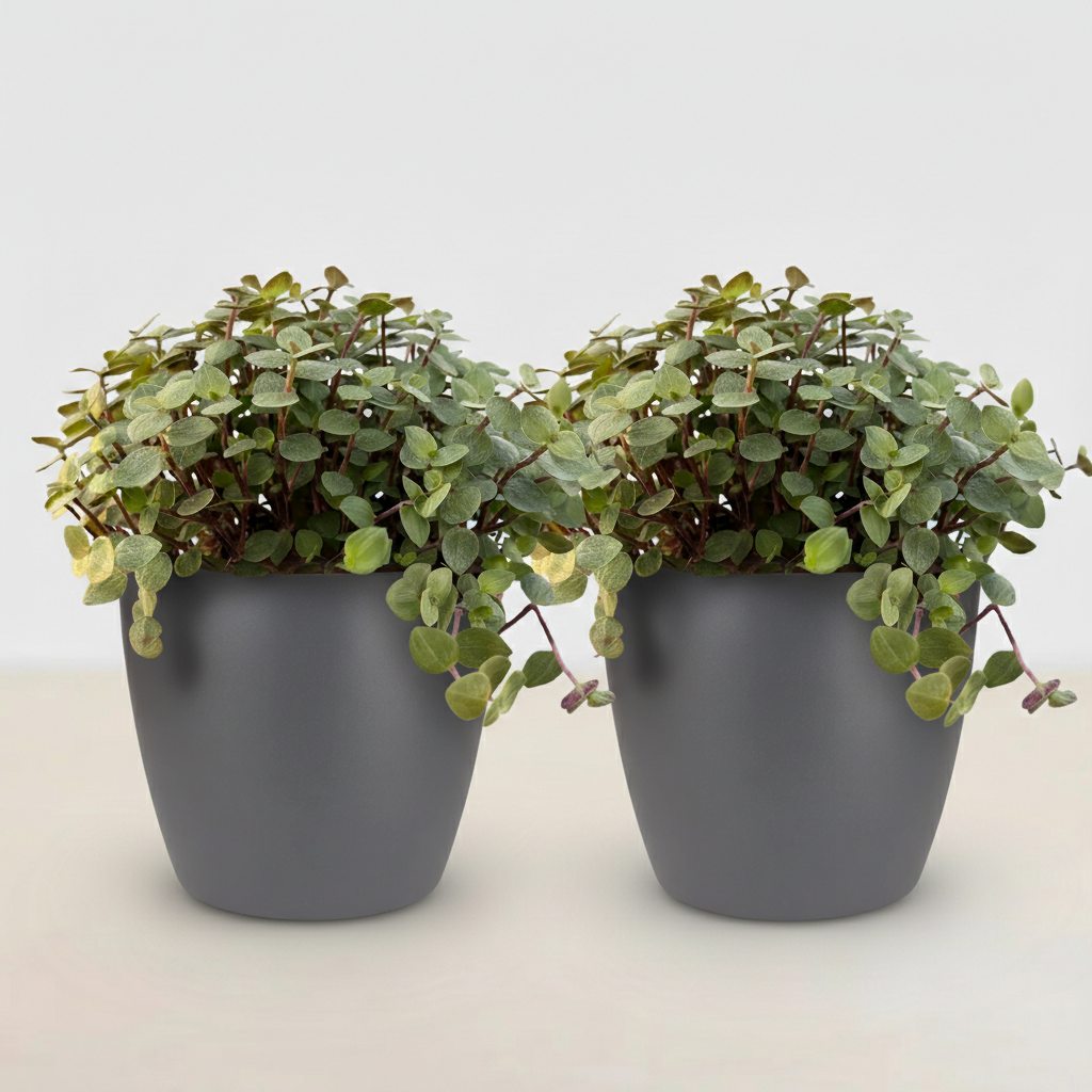 Calissia repens - Kattengras - Huisdiervriendelijk - Groen - 2 Planten - met Potter Grijs - Pot 12cm - Hoogte 17-20cm