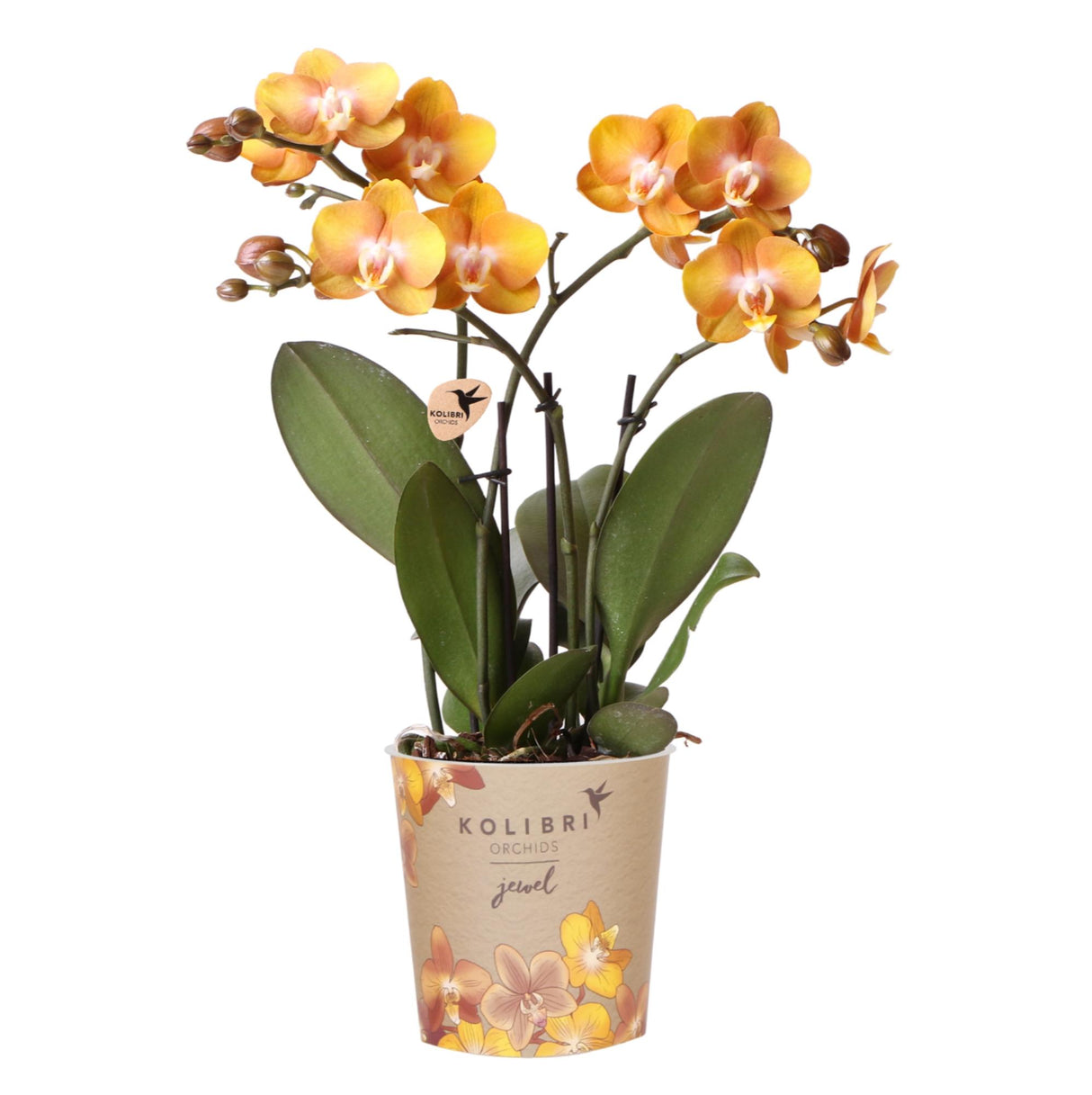 Kolibri Orchids | oranje gouden Phalaenopsis orchidee potmaat Ø12cm | Jewel Las Vegas | bloeiende kamerplant - vers van de kweker