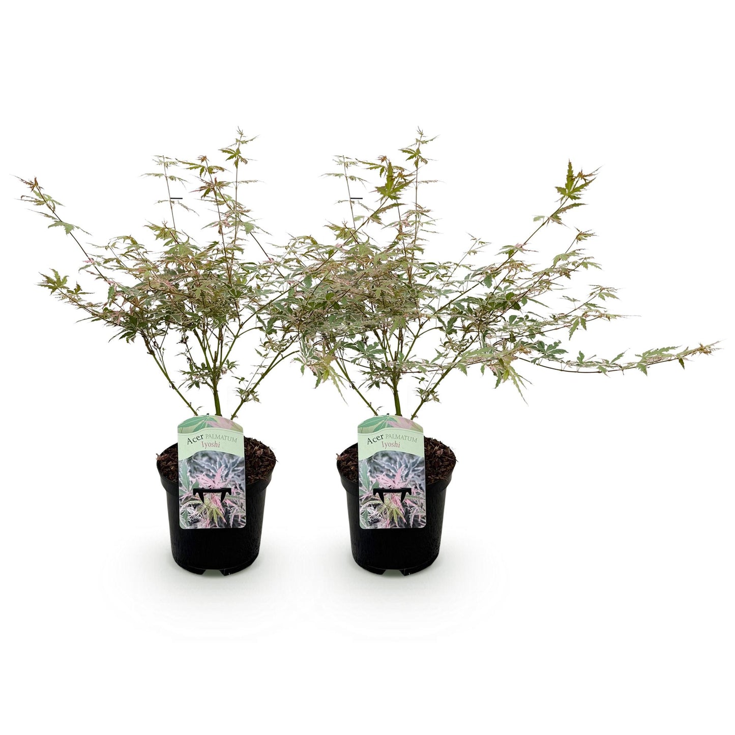 Japanse Esdoorn - Acer palmatum Iyoshi - Roze - x2 - ↕70cm - Ø19cm