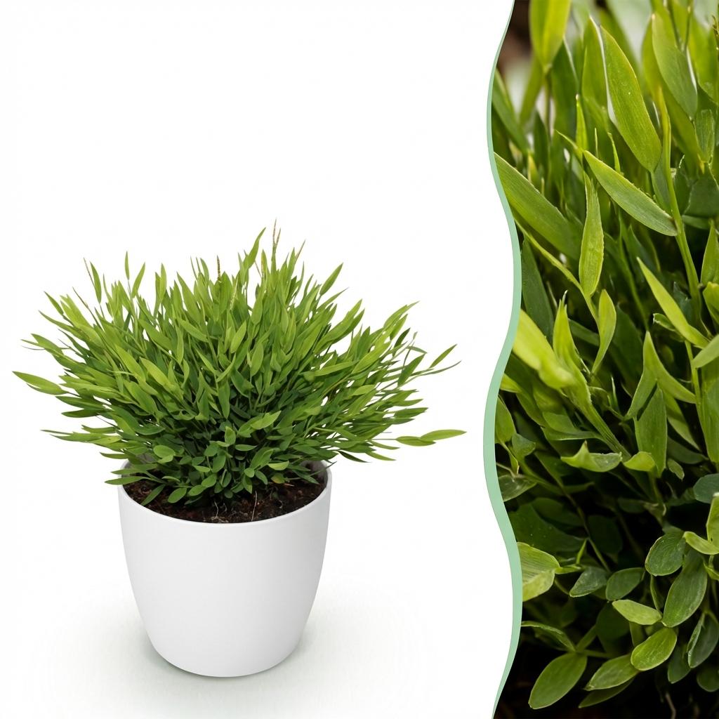 Bamusa Pogonatherum Monica - Bamboegras - Huisdiervriendelijke Plant - Groen - 1 Plant - met Potter Wit - Pot 12cm - Hoogte 20cm