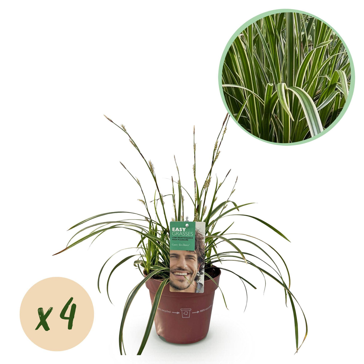 Green boutiQ - Siergrassen - Carex morrowii Ice Dance - Wit & Groen - 4 Planten - Bladhoudend - Weinig Onderhoud - Pot 17cm Hoogte 50cm