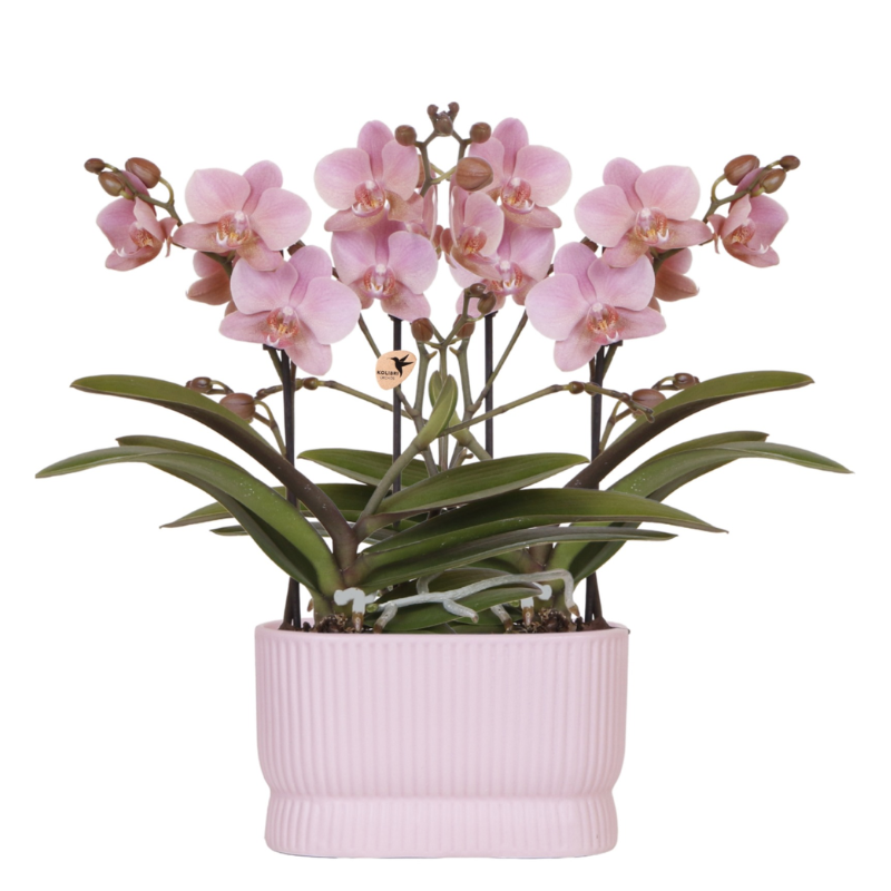 Roze orchideeënset in Diabolo Twin sierpot Pink | twee oudroze Treviso orchideeën Ø9cm