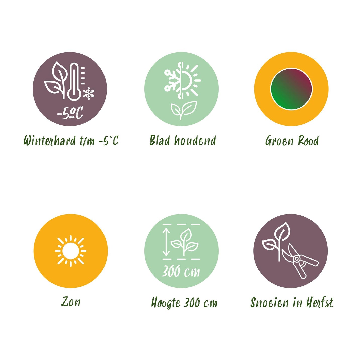Green boutiQ - Fruitplant - Bananen plant - Musa sikkemensis Red Tiger - Winterhard - 6 planten - Pot 12cm Hoogte 30cm