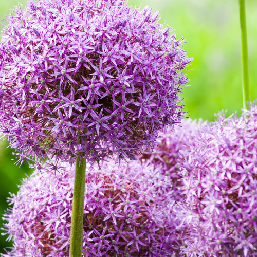 Allium bollen 5 stuks