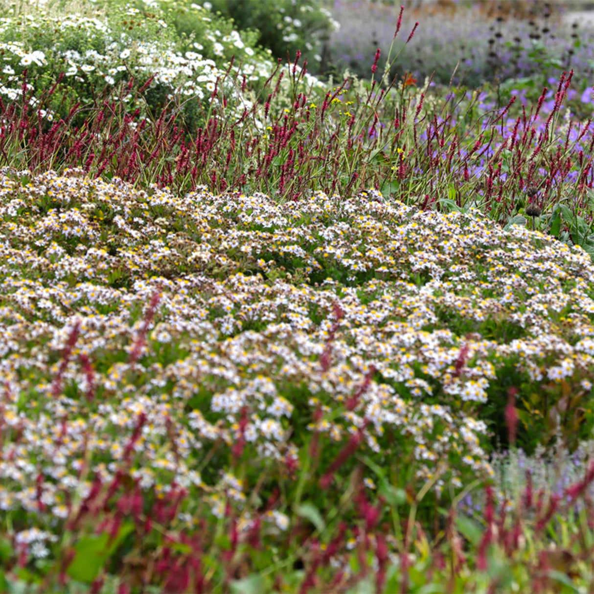 Borderpakket - Schaduw - 24 Vaste planten - 3 m2 - Diversen kleuren - Weinig Onderhoud - Pot 11cm