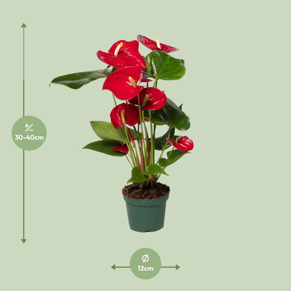 Flamingoplant / Anthurium – ↕40cm – ⌀12cm
