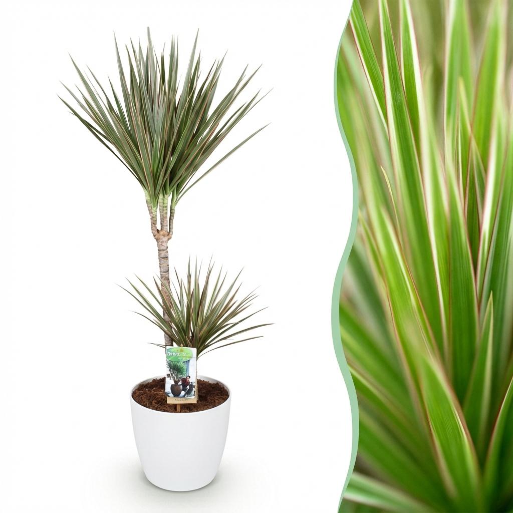 Dracaena Marginata Bicolor - Drakenbloedboom - Weinig onderhoud - Groen - 1 Plant - met Potter Wit - Pot 21cm - Hoogte 90-100cm