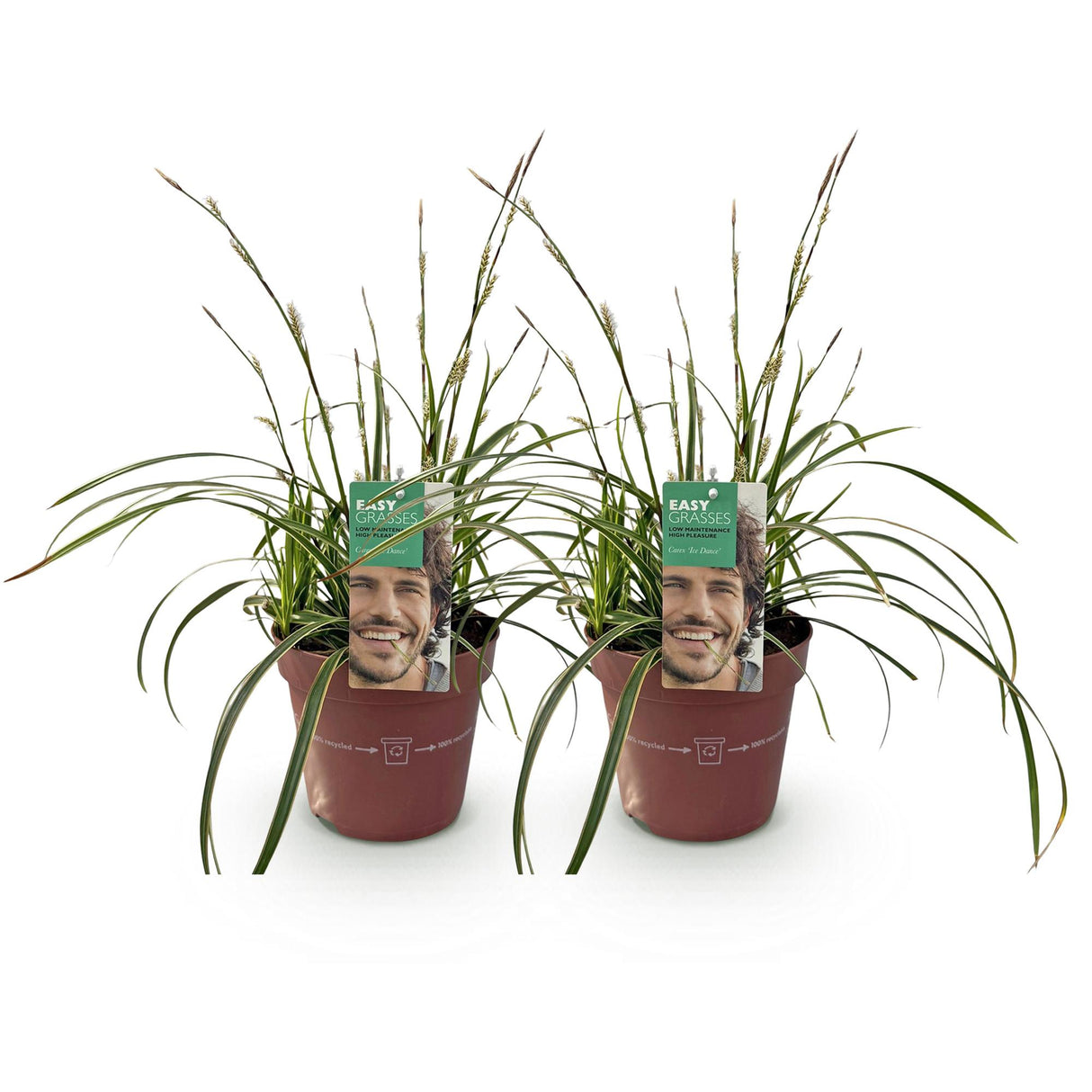 Green boutiQ - Siergrassen - Carex morrowii Ice Dance - Wit & Groen - 2 Planten - Bladhoudend - Weinig Onderhoud - Pot 17cm Hoogte 50cm