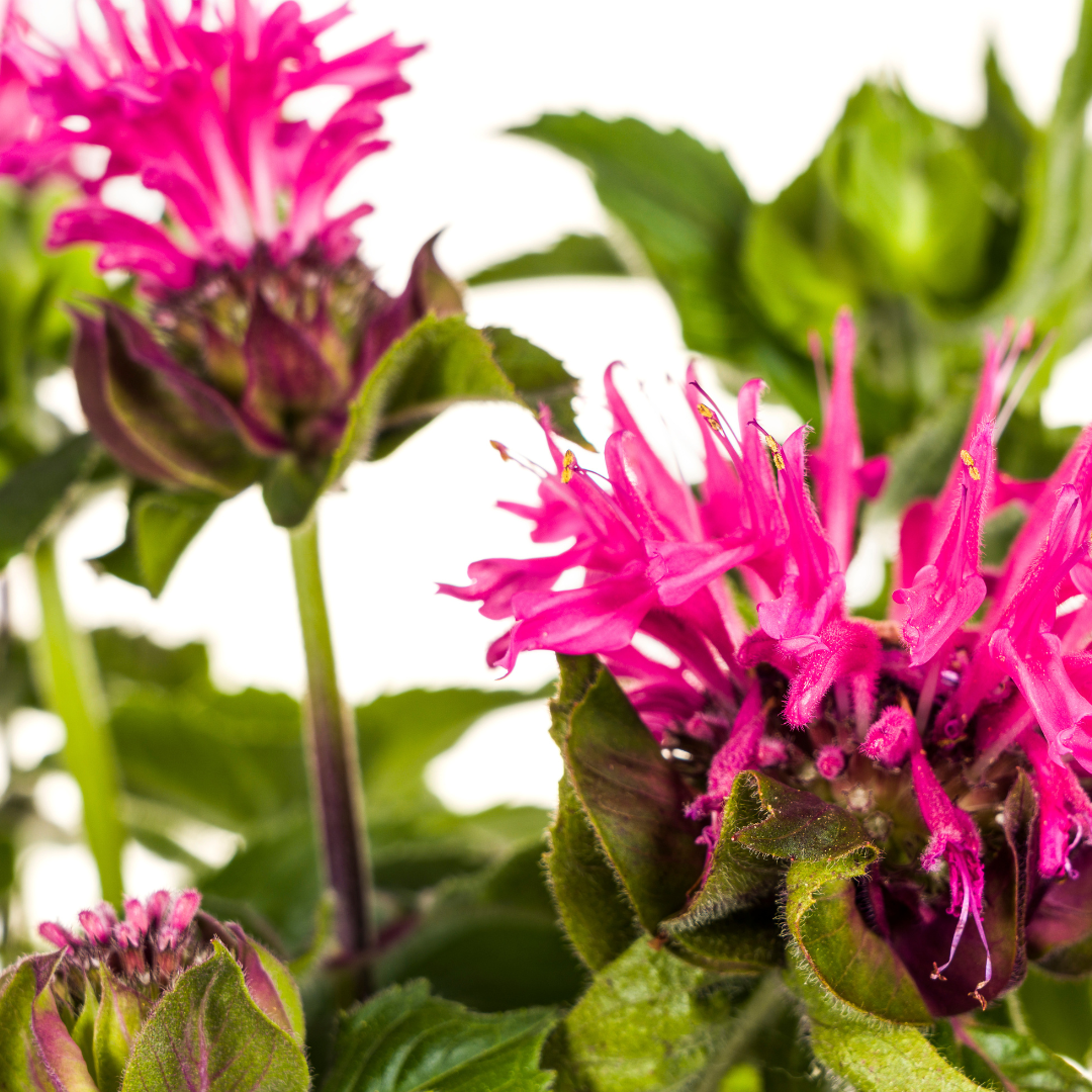 Monarda Didyma Pink Ø19cm - ↕45cm - 60cmØ