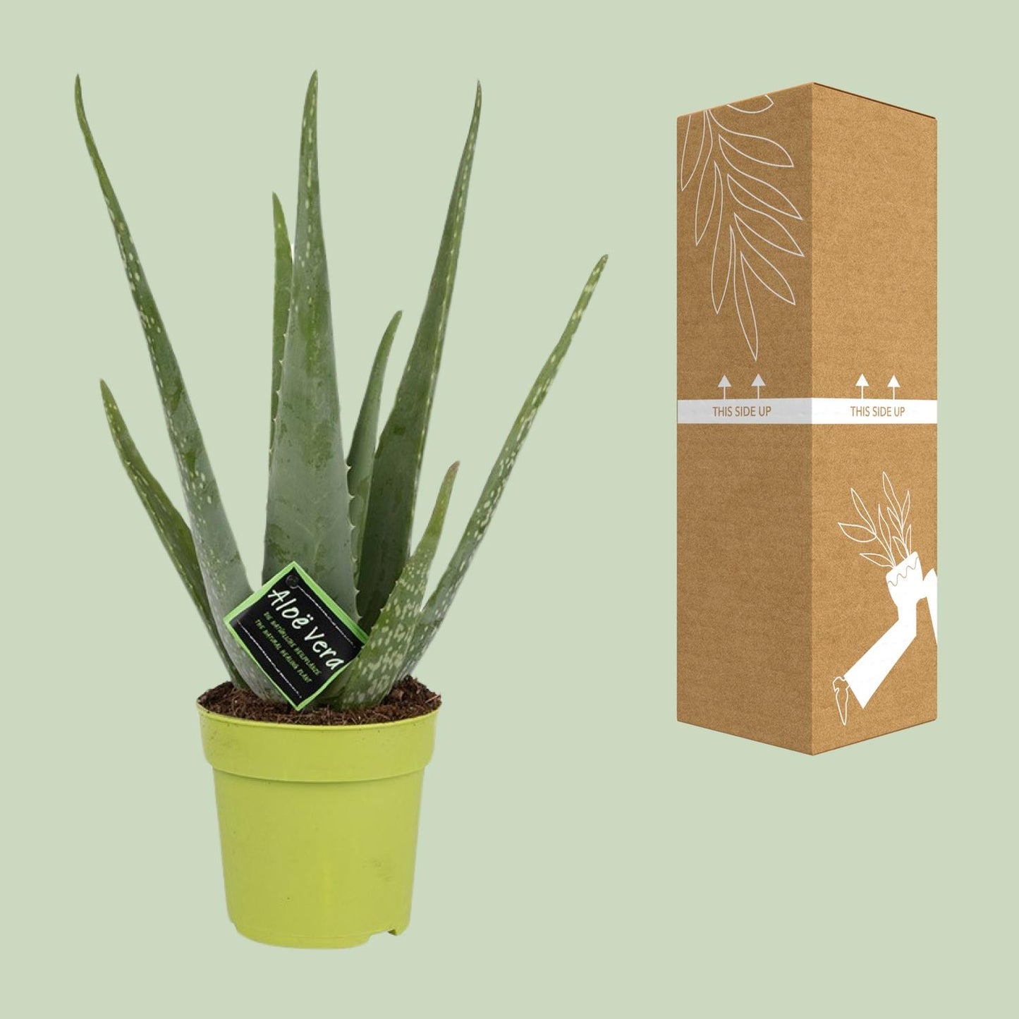 Aloe Vera / Aloe barbadensis – ↕45cm – ⌀12cm – in pot