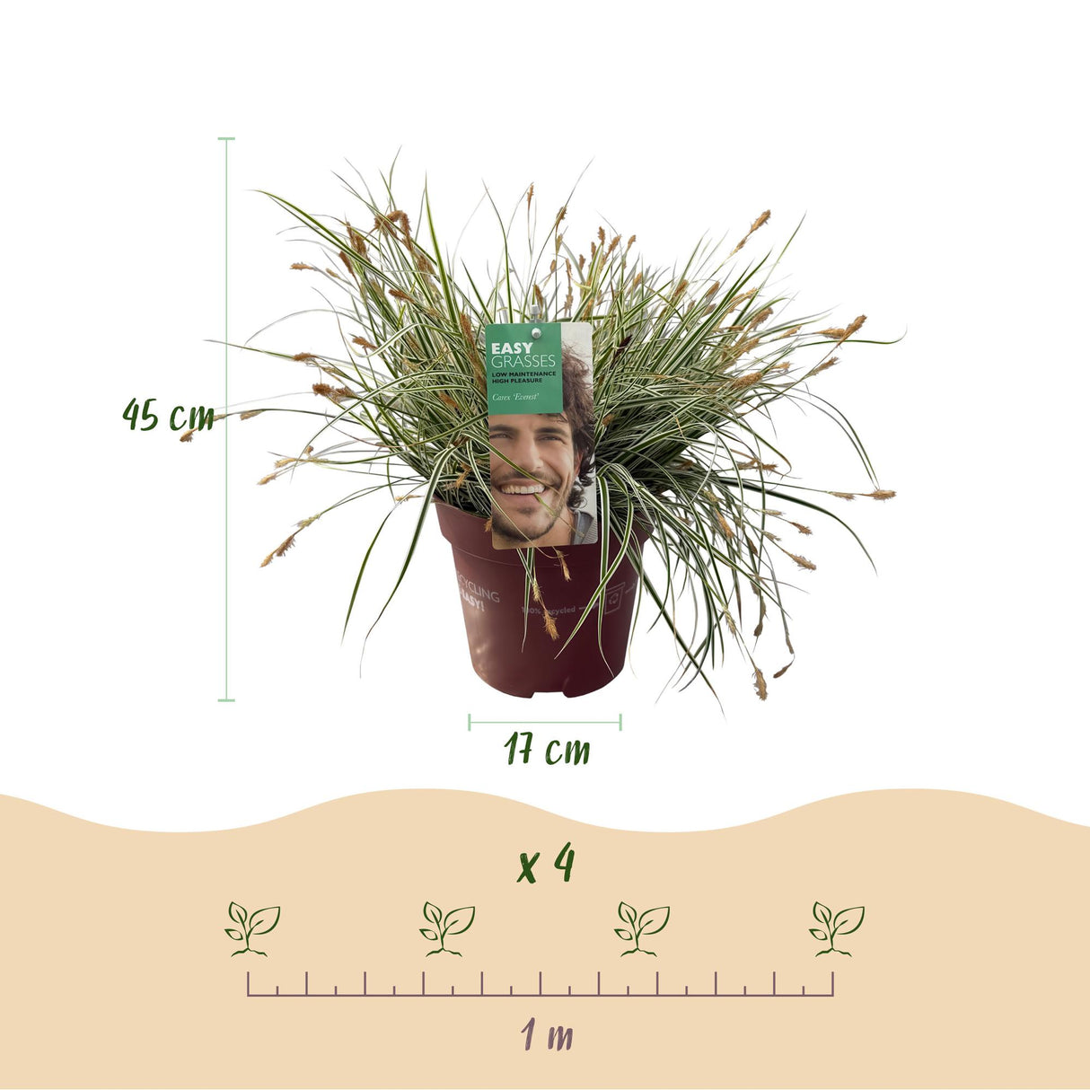 Siergrassen - Carex oshimensis Everest - Wit en Groen - 4 Planten - Bladhoudend - Weinig Onderhoud - Pot 17cm Hoogte 50cm