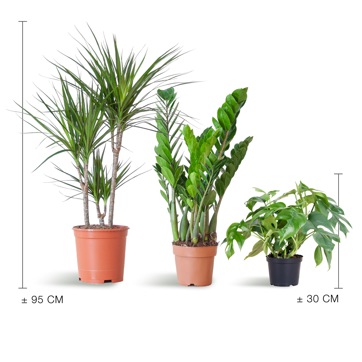 Schaduw Plantenset - Zonder sierpot
