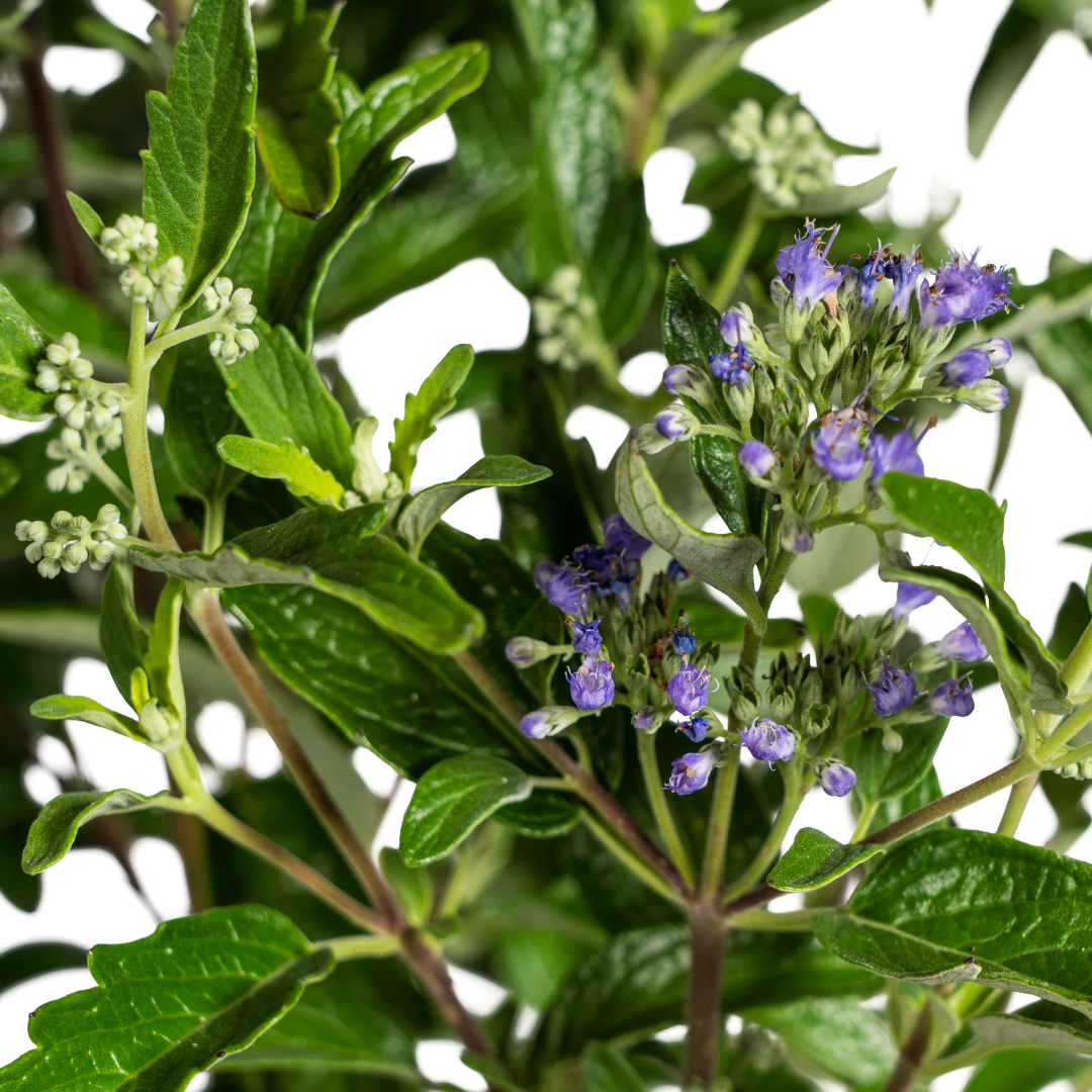 Caryopteris x Clandonensis Ø19cm - ↕40 - 50cm